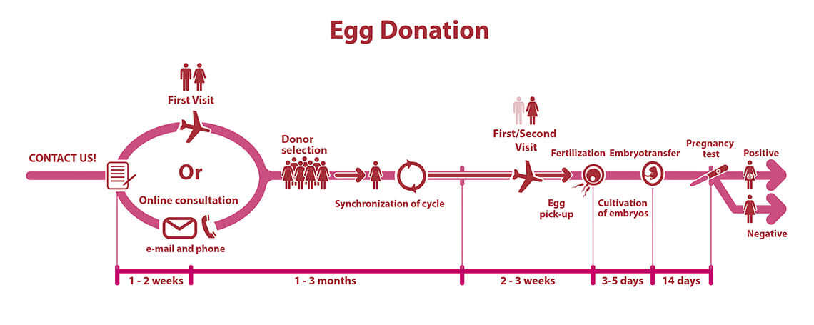 The Egg donation process