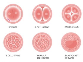 Blastocyst Stage Explained: Why This Phase Matters in Fertility and IVF  